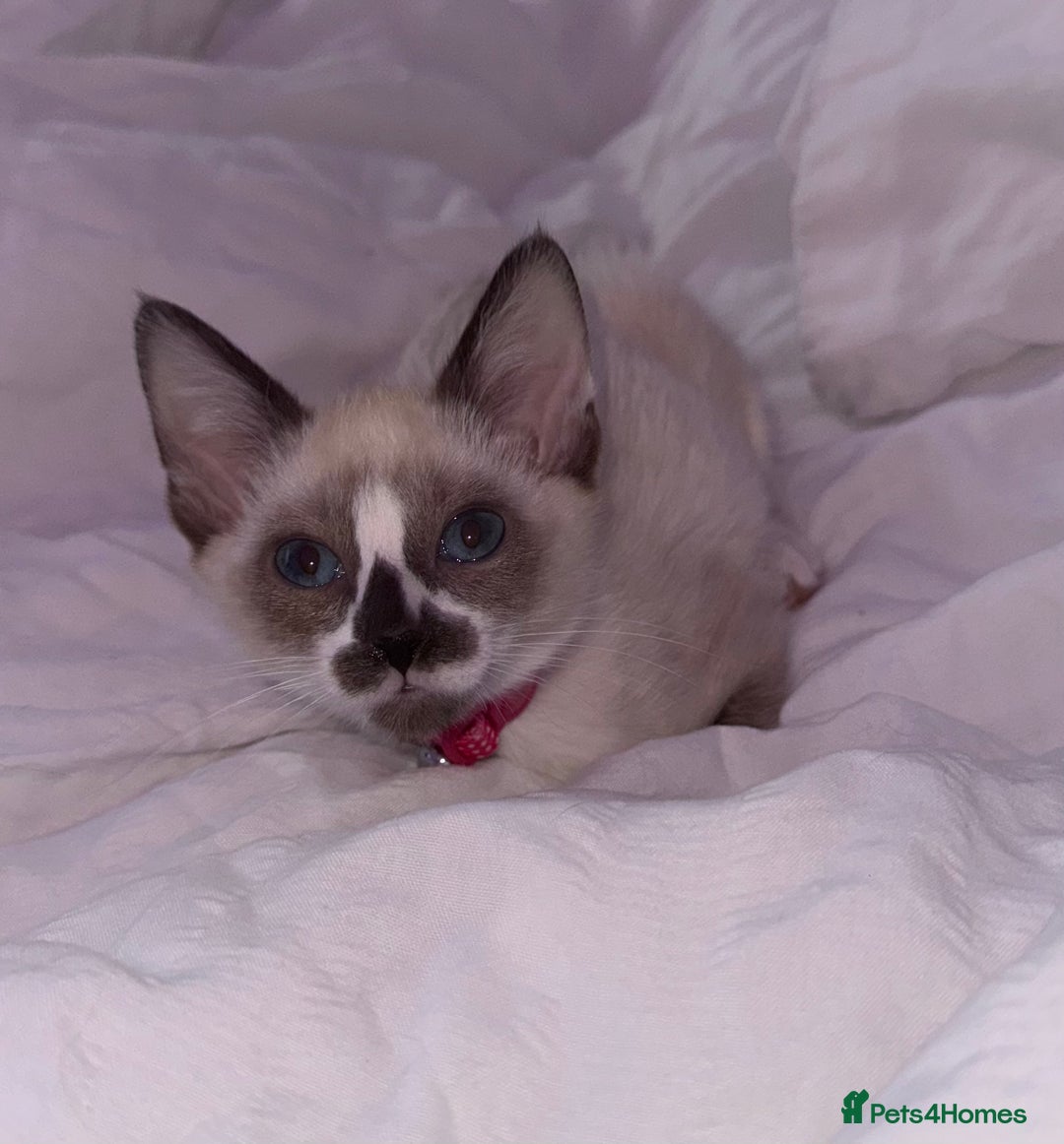 Siamese cats for sale: Kittens for re homing  - Image 6