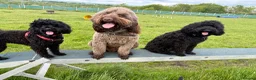 Australian Labradoodle dogs for stud: Douglas MacDoodle - Stud - Advert 4