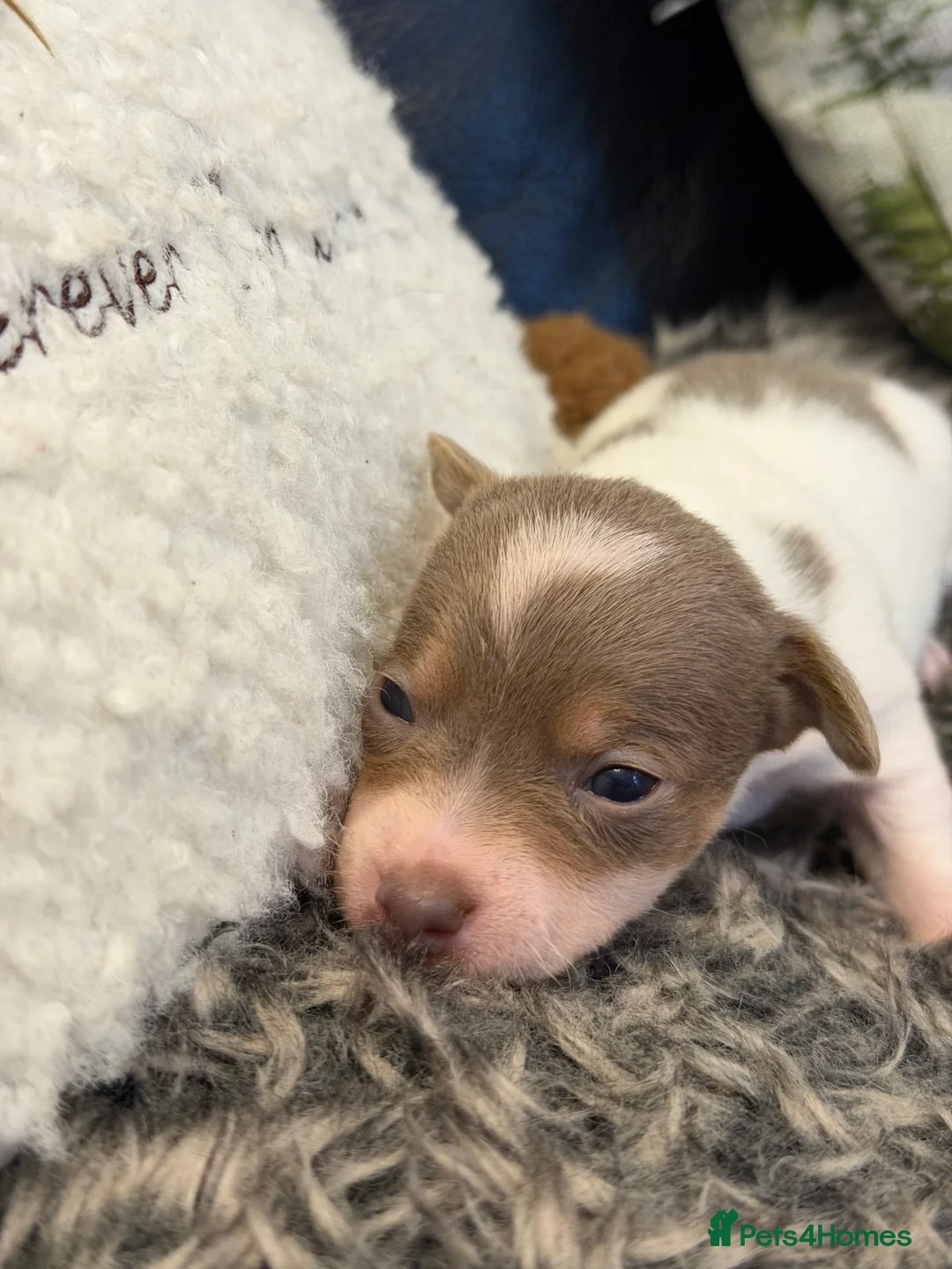 Jack Russell dogs for sale: DONJACKS - fully health tested miniature puppies  - Advert 10