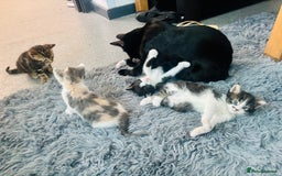 American Shorthair cats for sale: Kittens for sale - Image 7