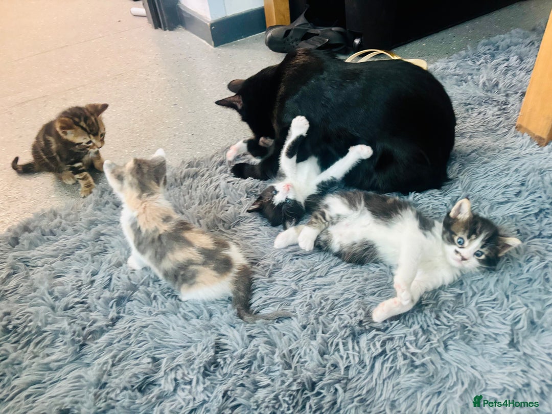 American Shorthair cats for sale: Kittens for sale - Image 7