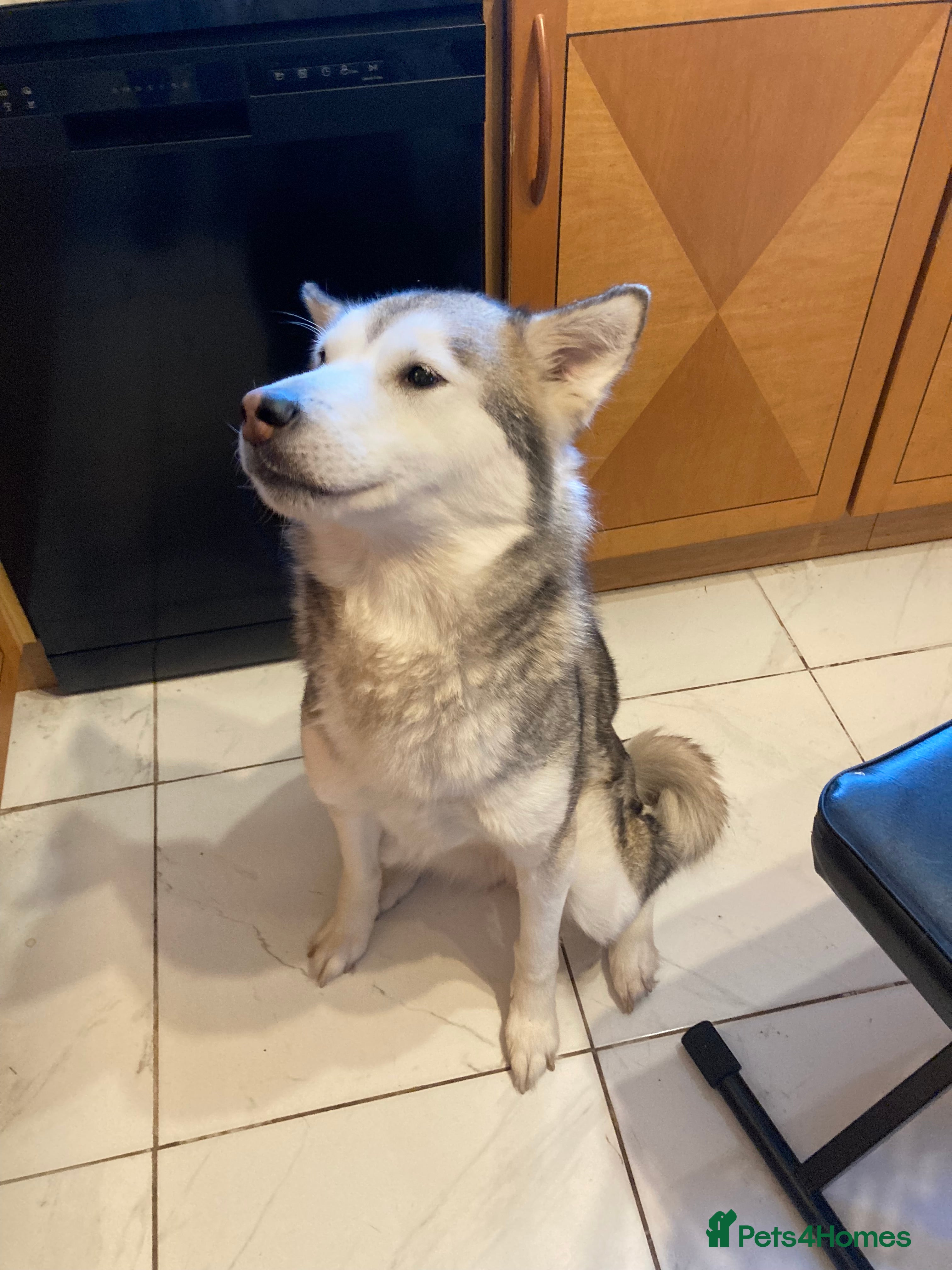 Mixed Breed dogs Alaskan malamute cross husky - Advert 1