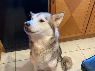 Mixed Breed dogs Alaskan malamute cross husky - Advert 2