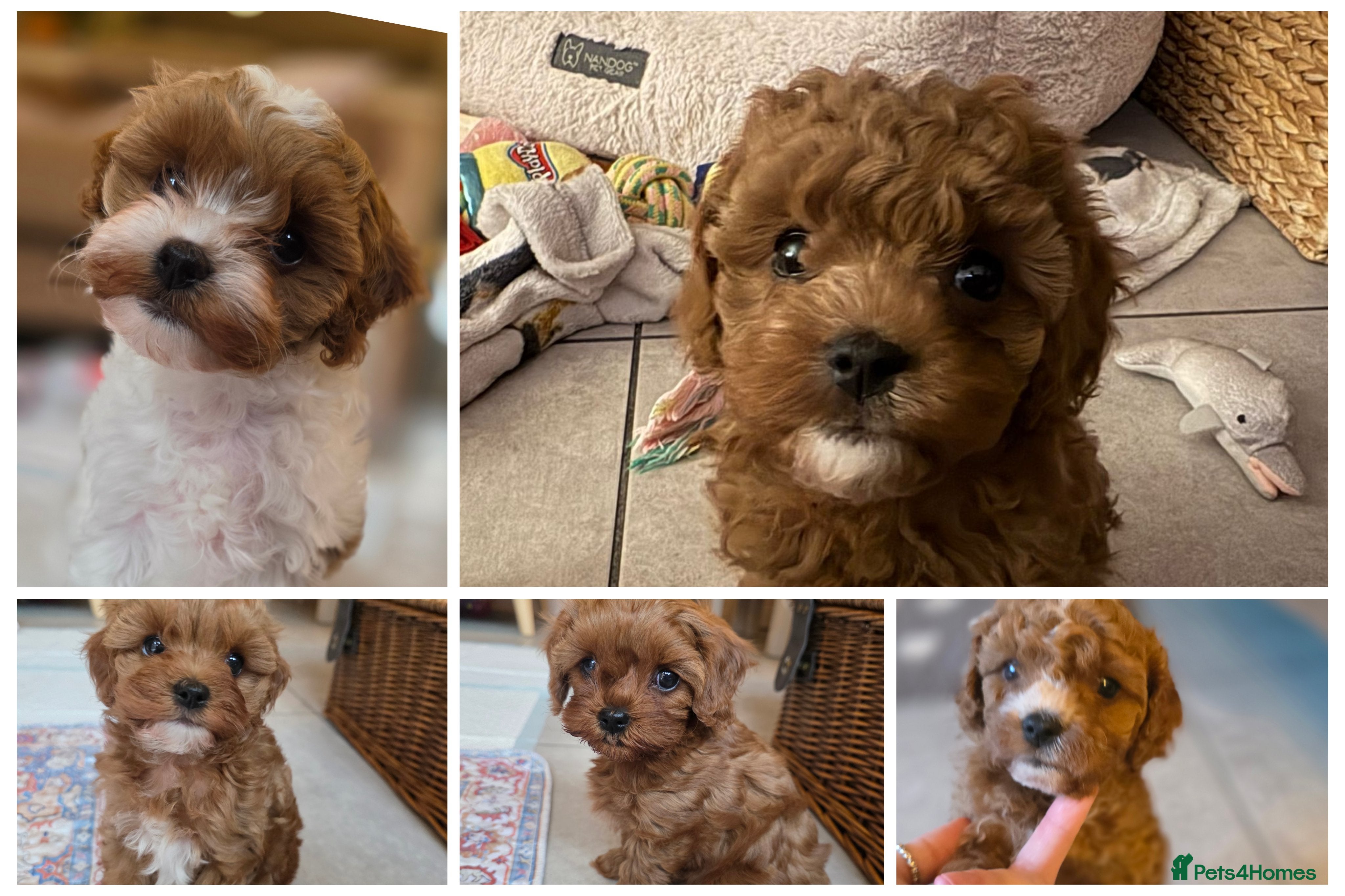 Cavapoo dogs Small F2 Cavapoo Puppies – Family Raised - Advert 2