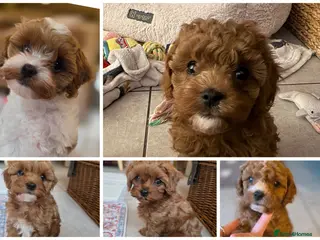 Cavapoo dogs Small F2 Cavapoo Puppies – Family Raised - Advert 2