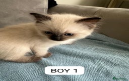 Ragdoll cats for adoption: 6 Ragdoll Kittens Ready for new homes - Image 3
