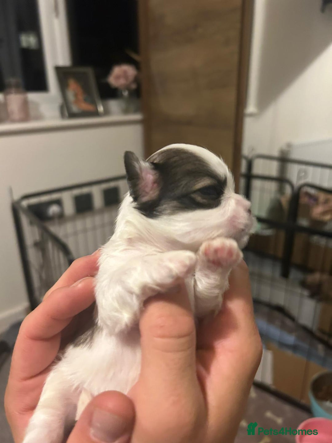 Lhasa Apso dogs for sale: 6 beautiful Lhasa apsos  - Image 6