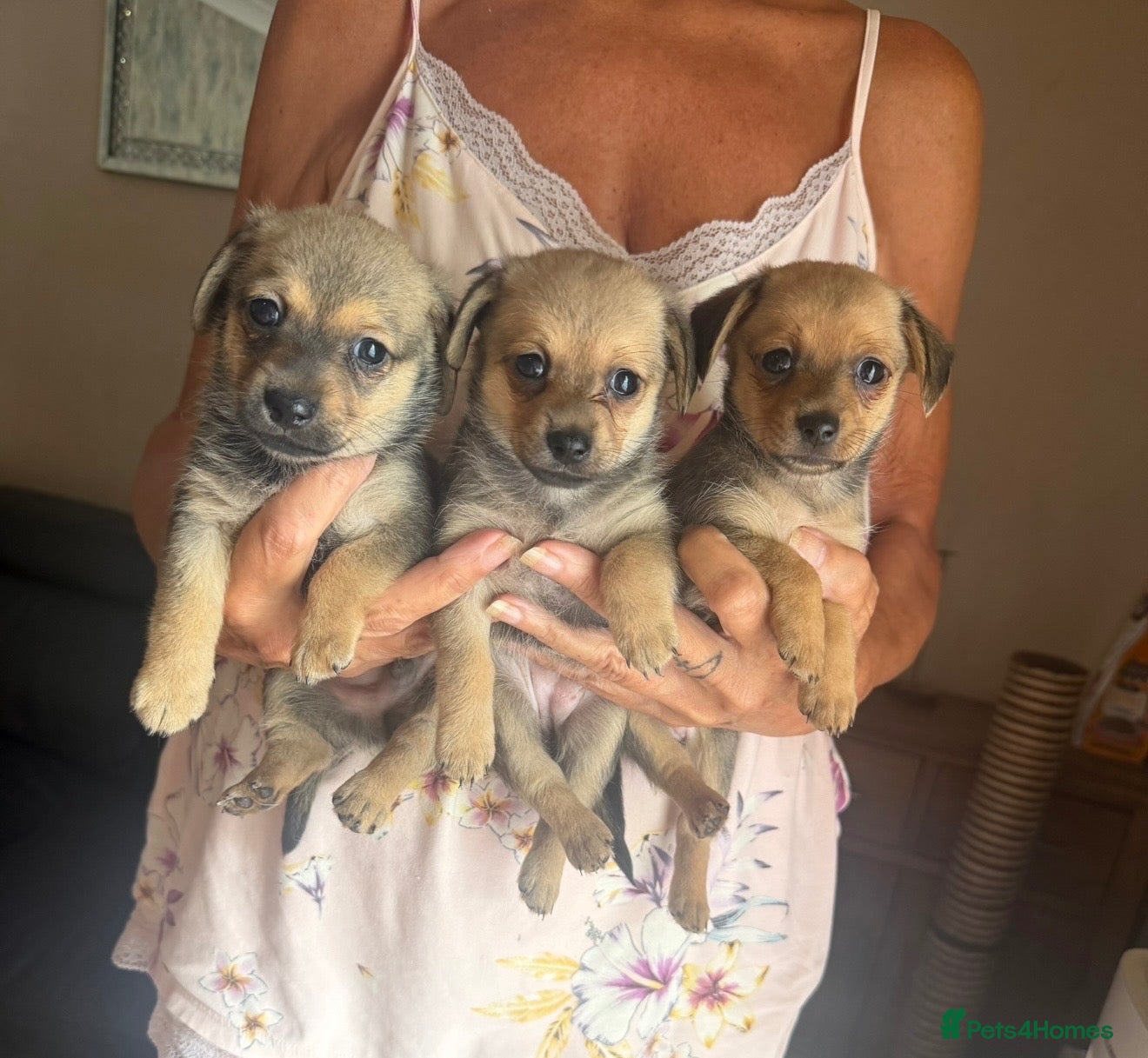 Mixed Breed dogs Dameranian puppies - Advert 1