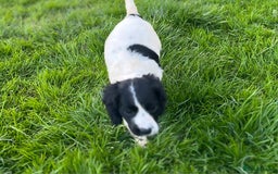 Cocker Spaniel dogs for sale: Cocker Spaniels - Image 10