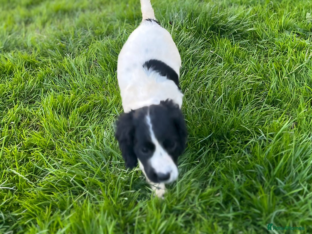 Cocker Spaniel dogs for sale: Cocker Spaniels - Image 10