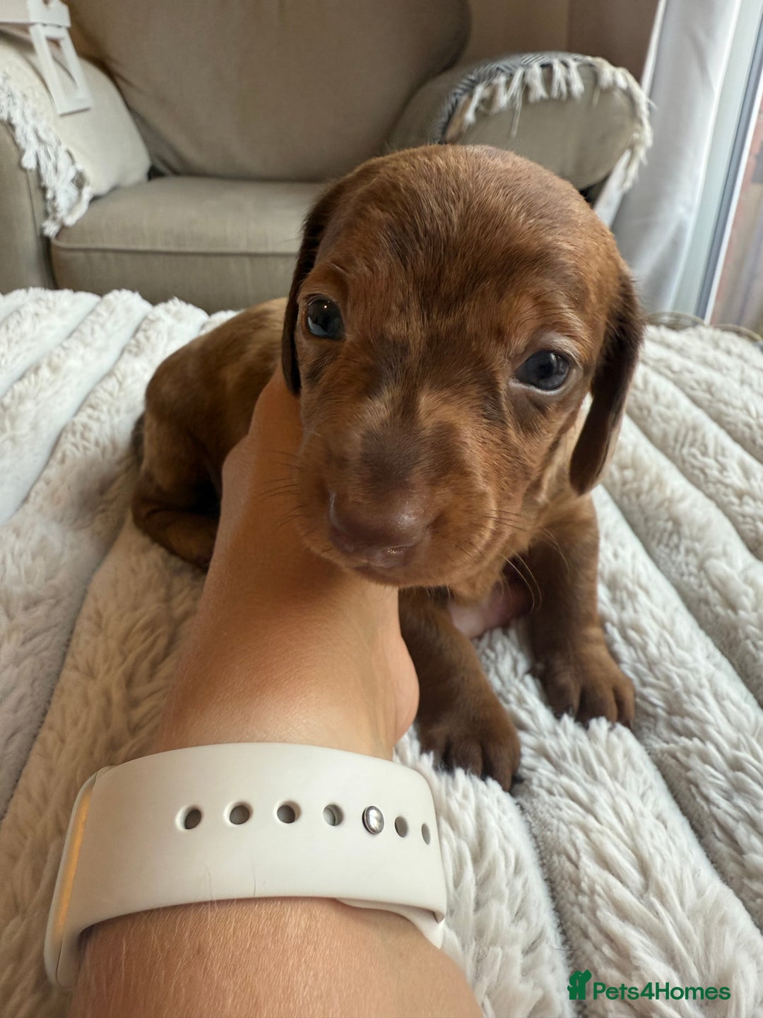 Weiner Dog Dotson Poodle Mix Doxiepoo Puppies Sausage Dog Cross