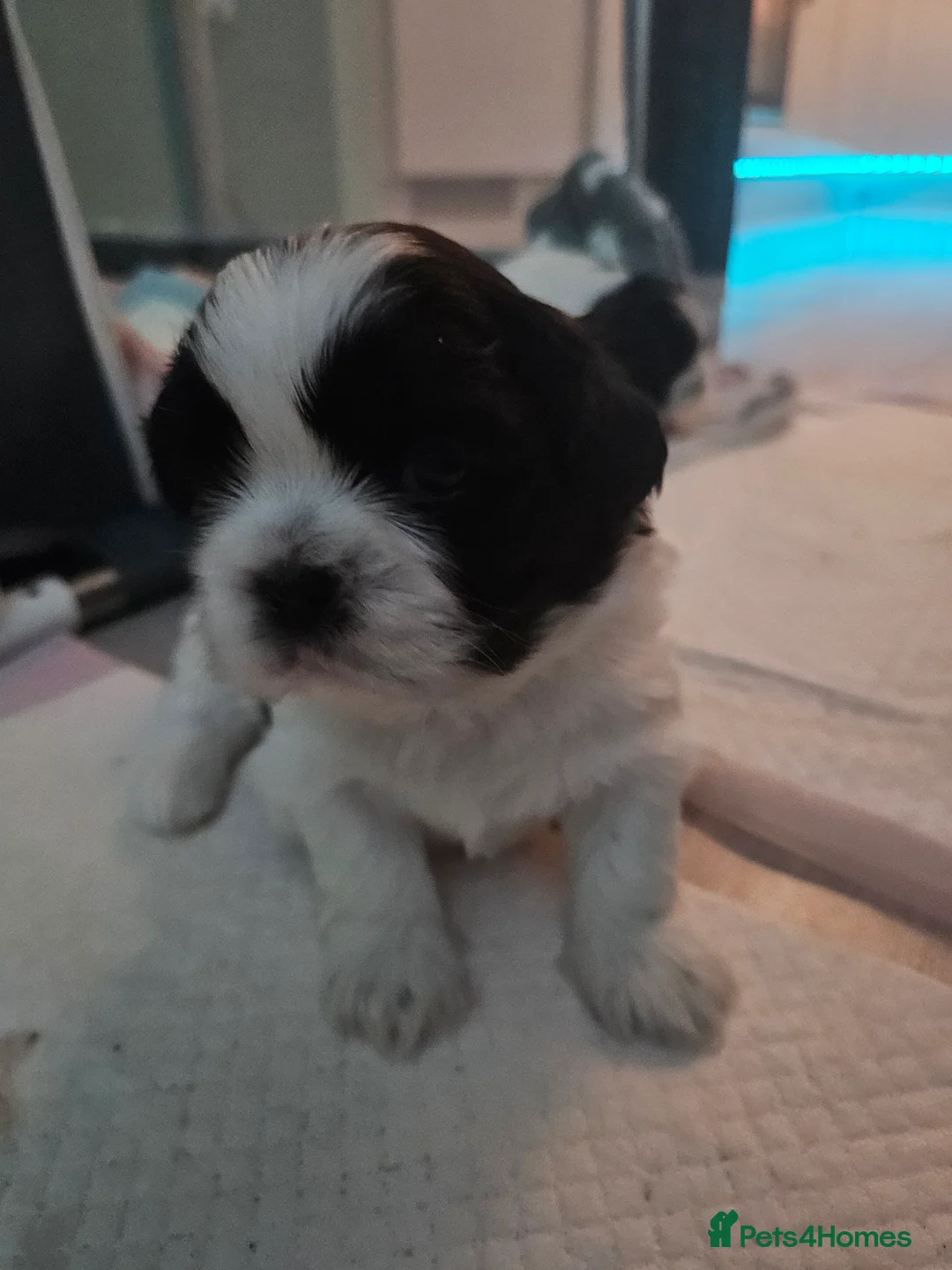 Shih Tzu dogs for sale: 💞 Gorgeous Shih Tzu Boy Puppies 💞 - Advert 9