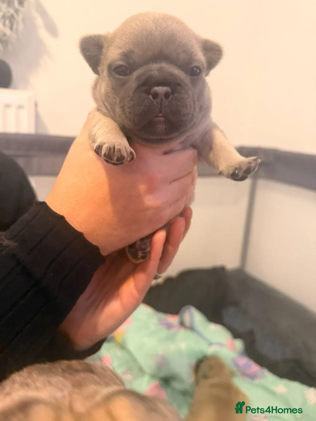 French Bulldog dogs for sale: Beautiful chunky frenchie puppies - Advert 2