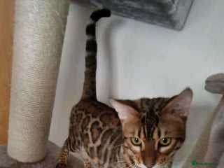 Bengal cats Active Tica registered boy😍 - Advert 1