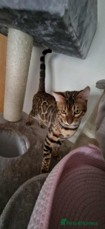 Bengal cats Active Tica registered boy😍 - Advert 1