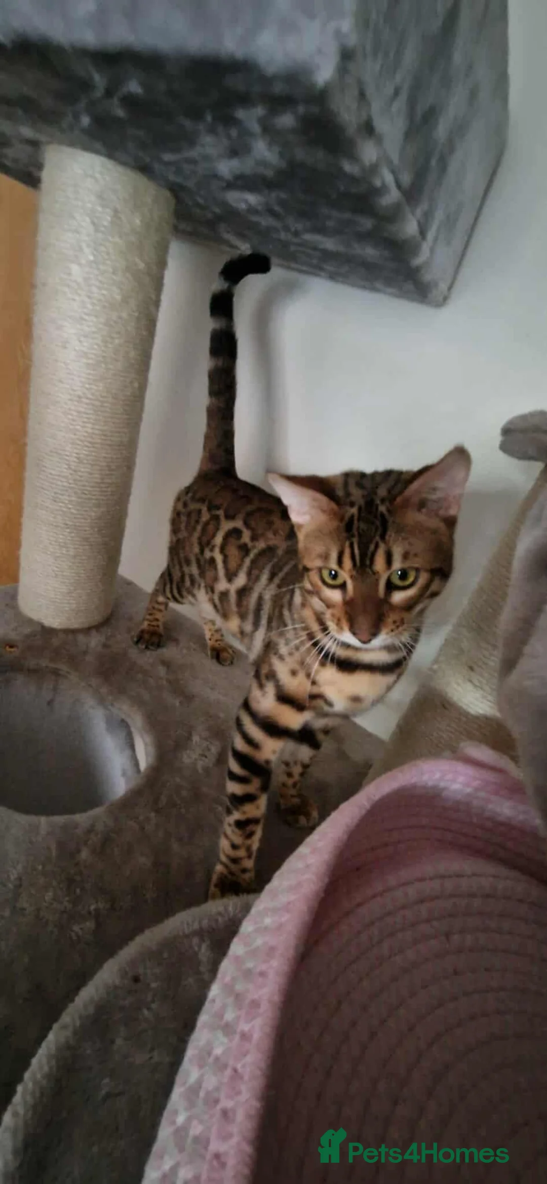 Bengal cats for sale: Active Tica registered boy😍 - Advert 13