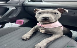 Staffordshire Bull Terrier dogs for sale: Blue Staffordshire Bullterrier  - Image 3