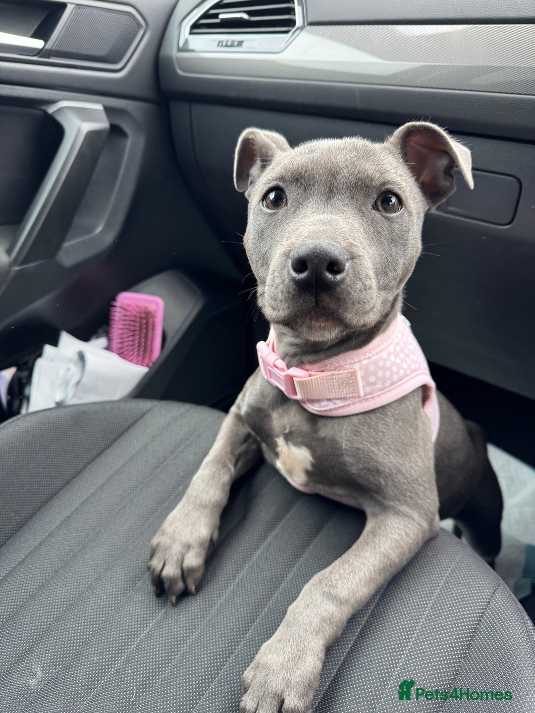 Staffordshire Bull Terrier dogs for sale: Blue Staffordshire Bullterrier  - Image 3
