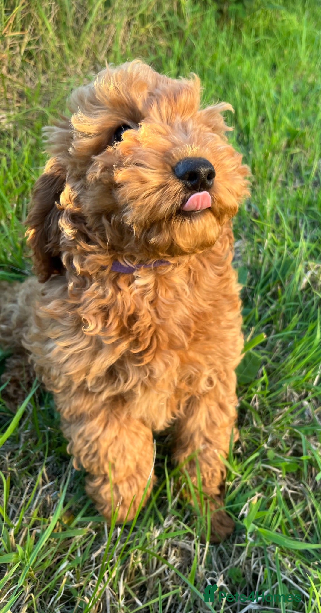 Cockapoo dogs Stunning cockapoo puppies  - Advert 3