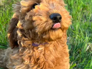 Cockapoo dogs Stunning cockapoo puppies - Advert 3