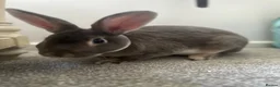 Rex rabbits for sale: Pure Blue Mini Rex rabbit (Bonney)  - Advert 6