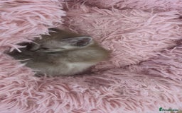 Ragamese cats for sale: Beautiful ragamese/bengal - Image 12