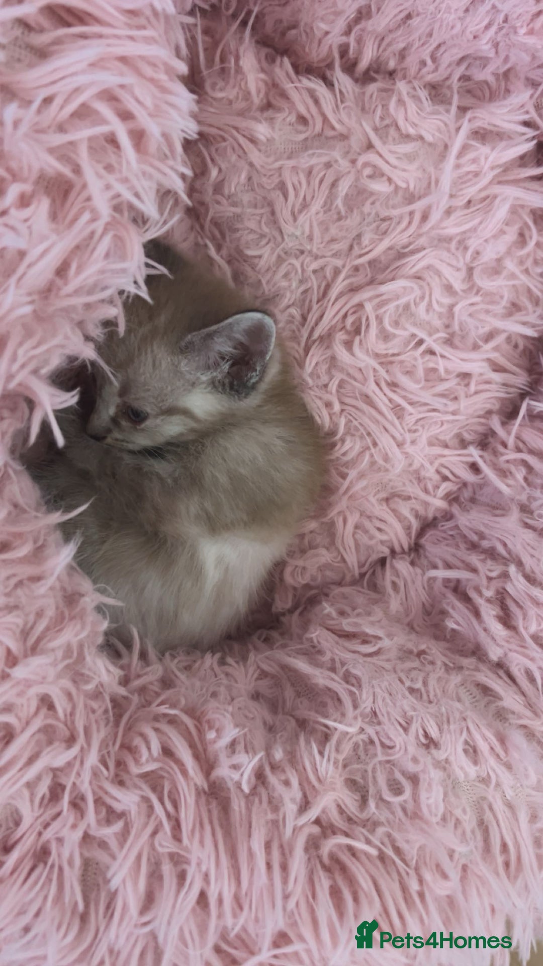 Ragamese cats for sale: Beautiful ragamese/bengal - Image 12