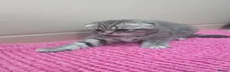 Scottish Fold cats for sale: Beautiful!😍 Scottish Fold/Straight kittens. - Advert 3