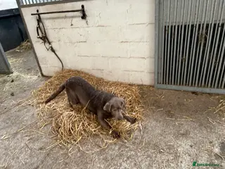 Labrador Retriever dogs Silver Labrador retriever - Advert 1