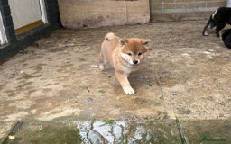 Japanese Shiba Inu dogs for sale: Multi champion Japanese Shiba Inu’s - Image 6