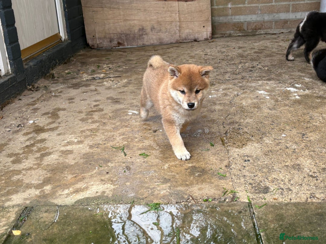 Japanese Shiba Inu dogs for sale: Multi champion Japanese Shiba Inu’s - Image 6