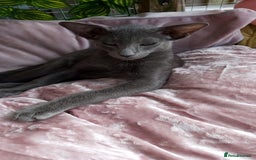 Oriental cats for sale: Full Pedigree Oriental 1 Kitten XL size ears GCCF in Biggleswade - Image 5