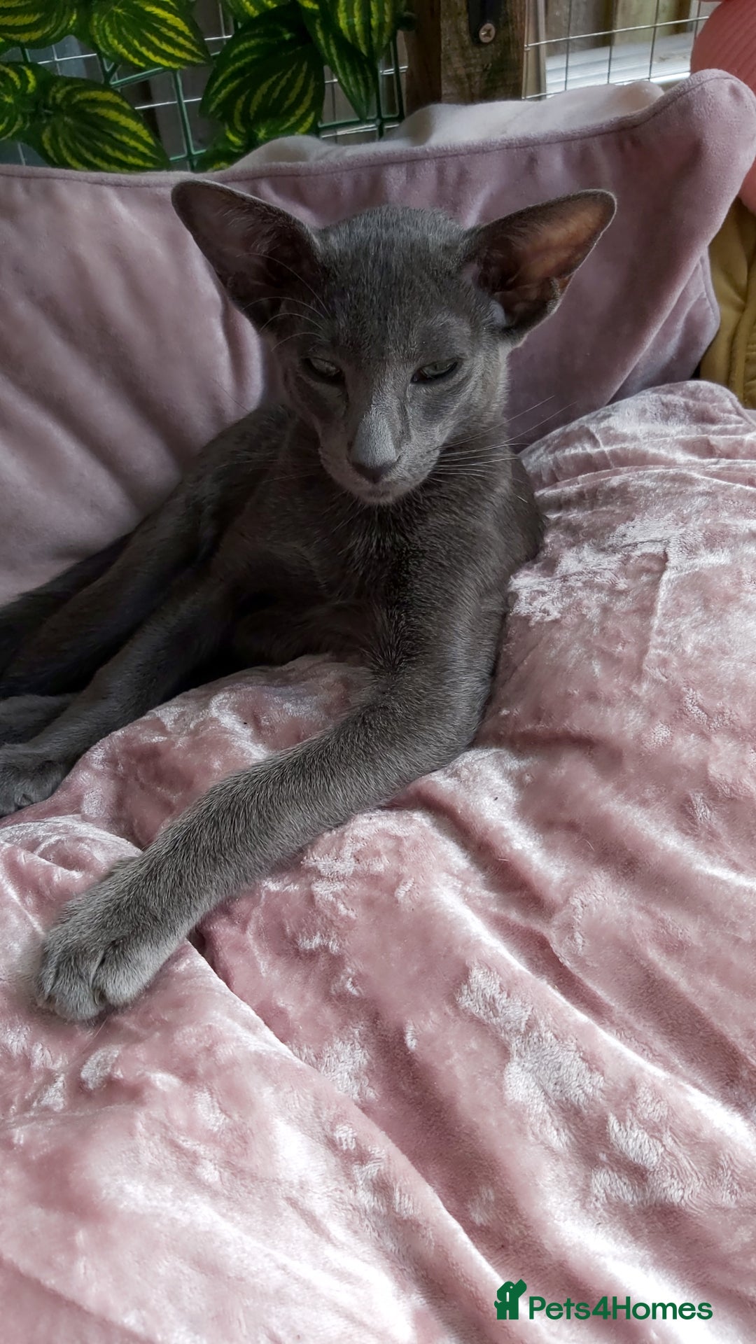 Oriental cats for sale: Full Pedigree Oriental 1 Kitten XL size ears GCCF in Biggleswade - Image 5