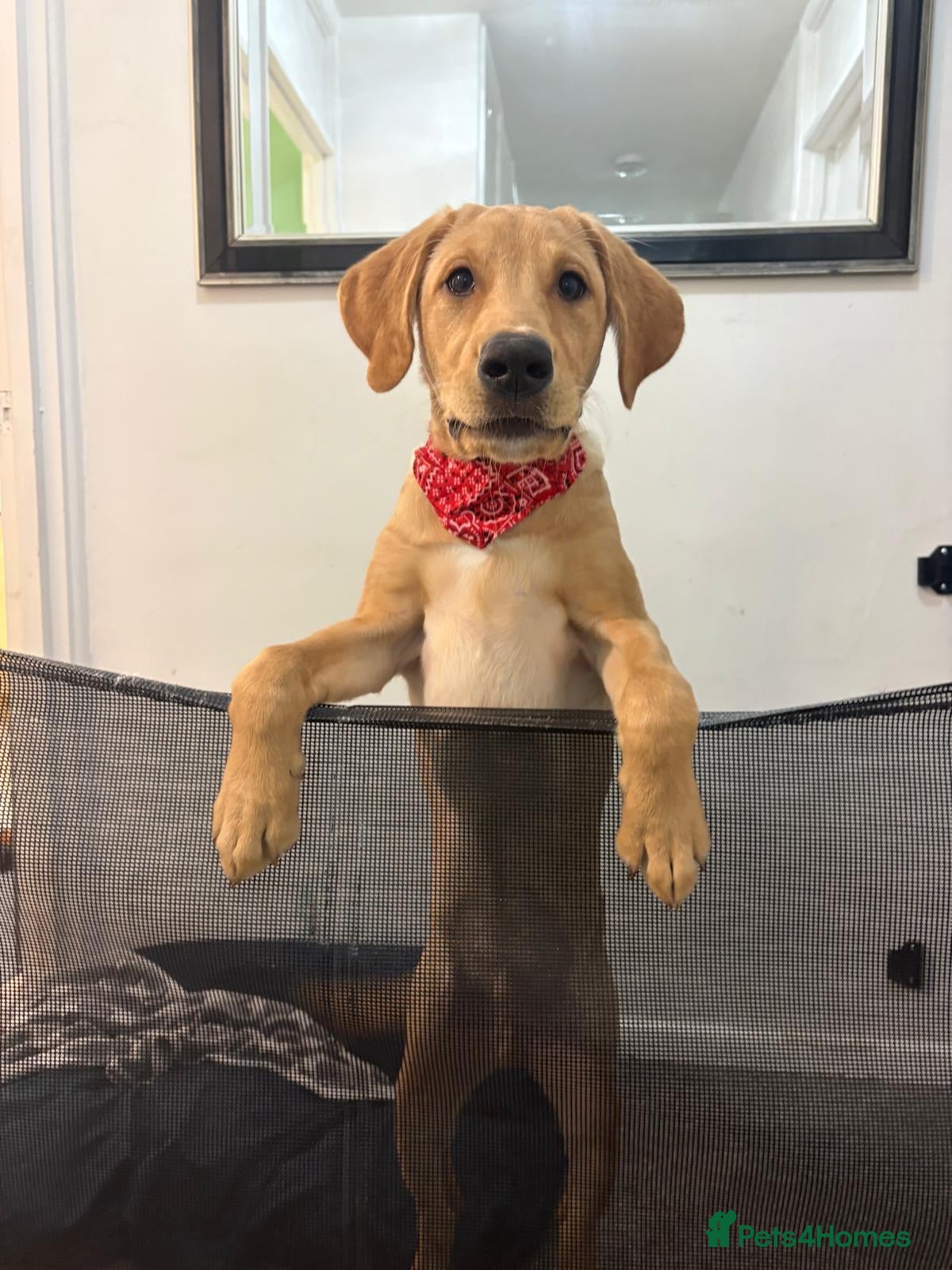 Labrador Retriever dogs Male Labrador for sale 6 months old  - Advert 11