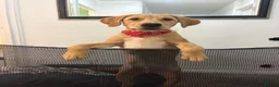 Labrador Retriever dogs for sale: Male Labrador for sale 6 months old  - Advert 1