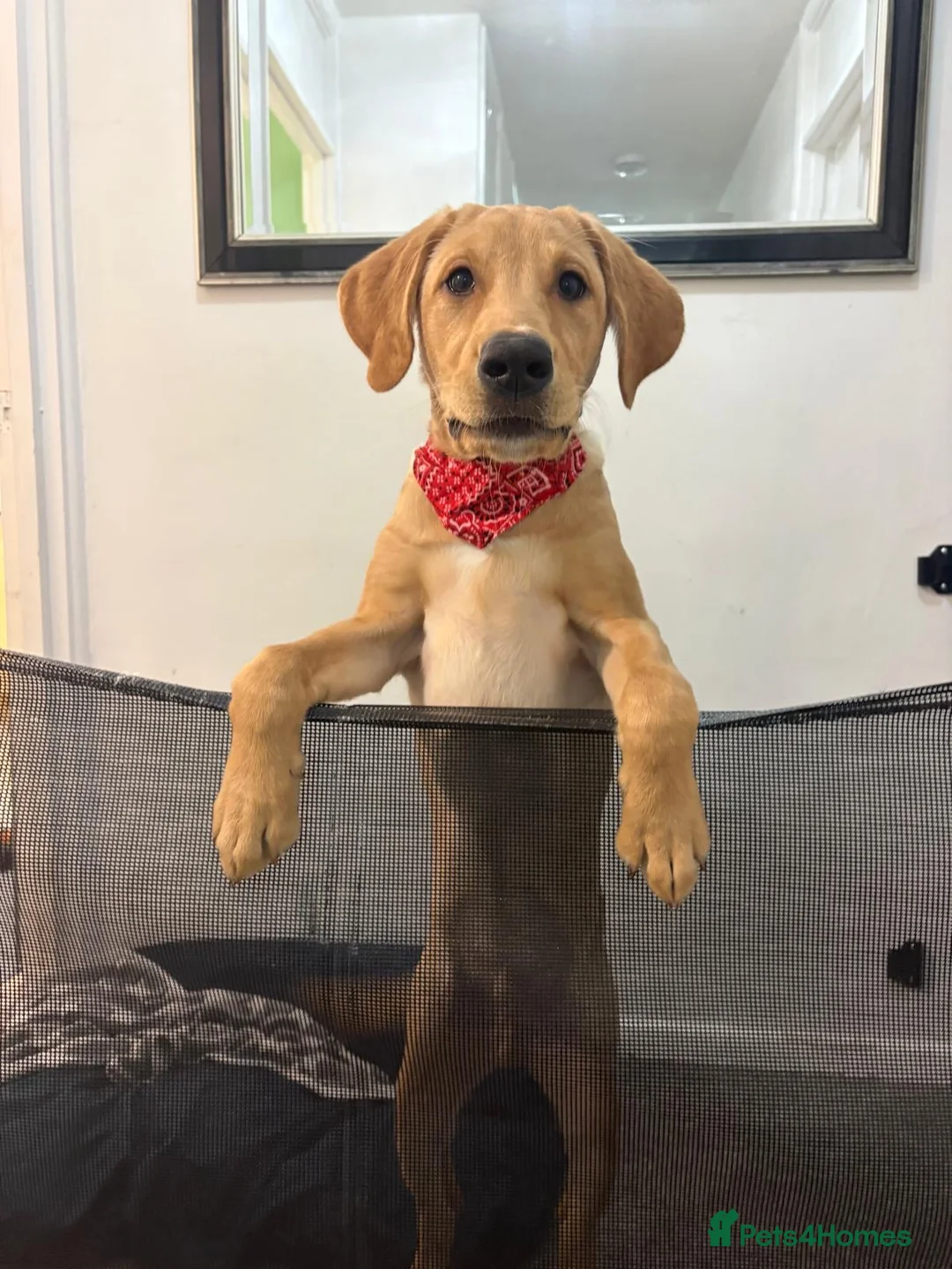 Labrador Retriever dogs for sale: Male Labrador for sale 6 months old  - Advert 1