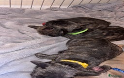 French Bulldog dogs for sale: Fench bulldog - Image 5