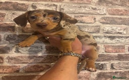 Miniature Dachshund dogs for sale: Kc reg min  Dachshund babies  - Image 1