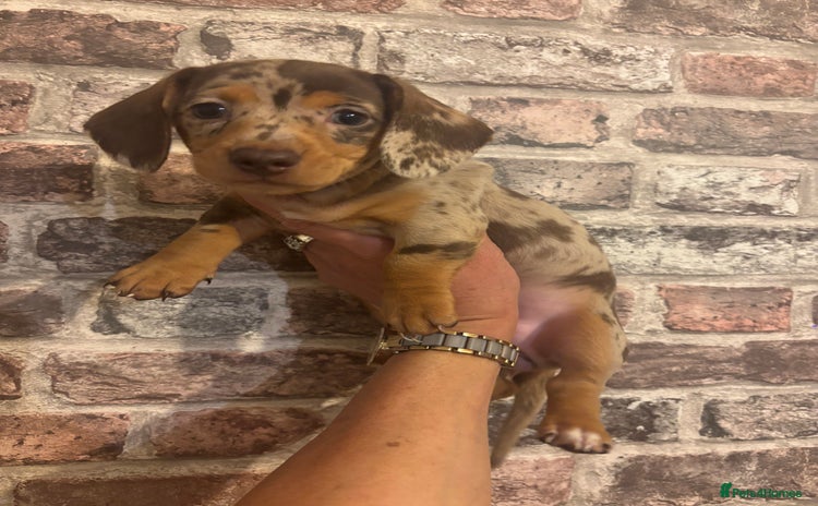 Miniature Dachshund dogs - Advert 1
