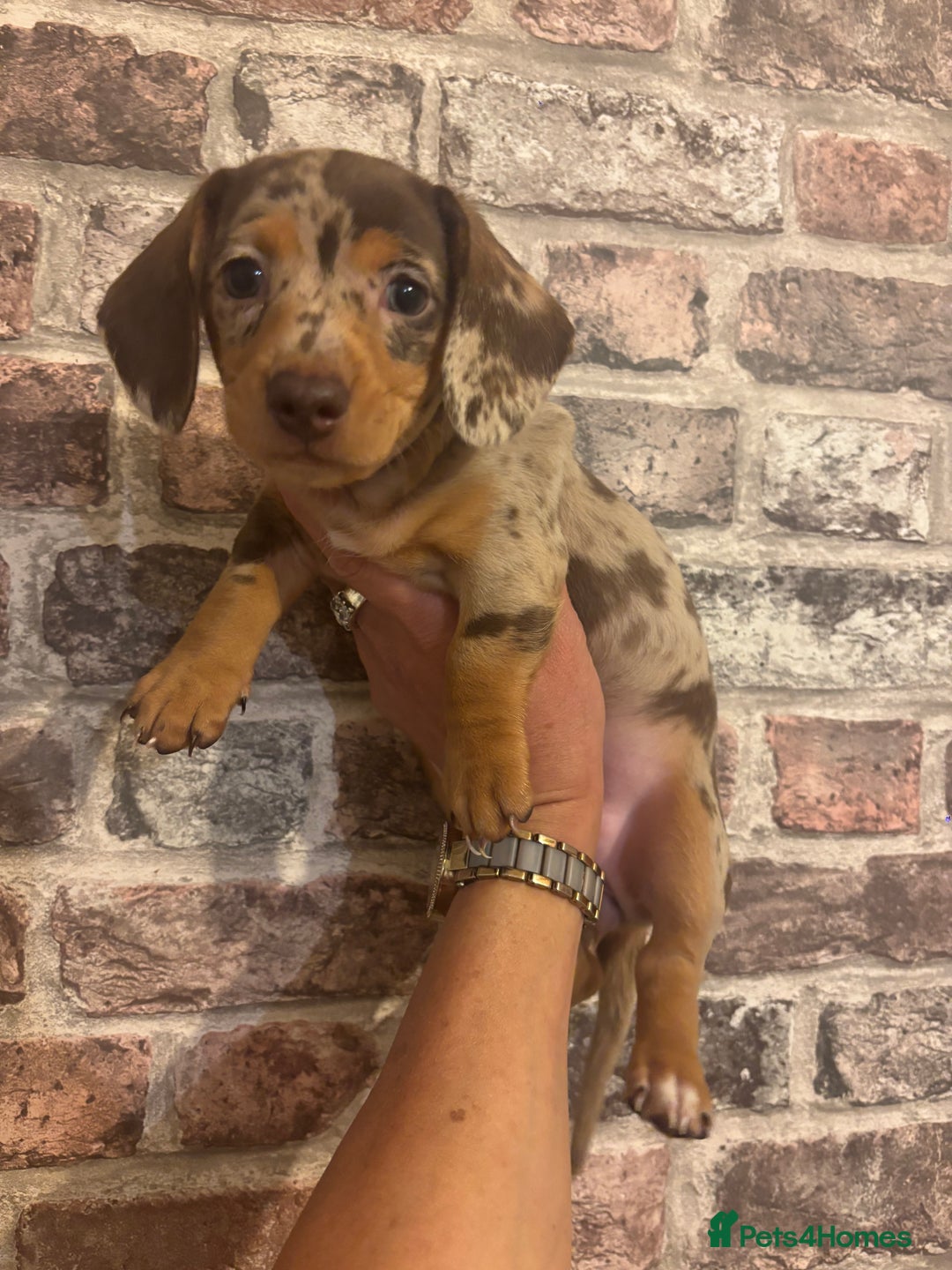 Miniature Dachshund dogs for sale: Kc reg min  Dachshund babies  - Image 1