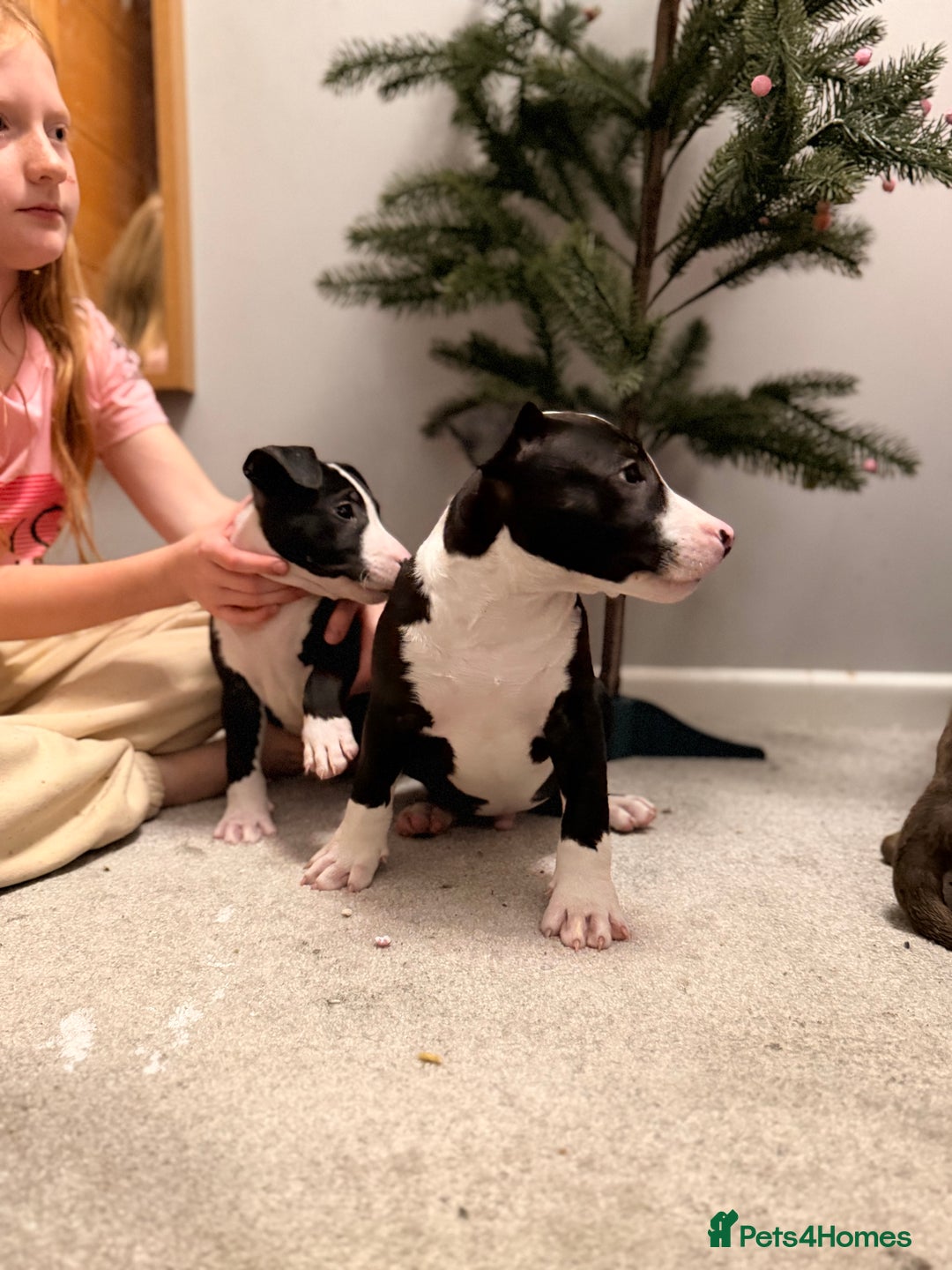 Mixed Breed dogs for sale: Staffordshire Bullterrier cross bullterrier - Advert 10