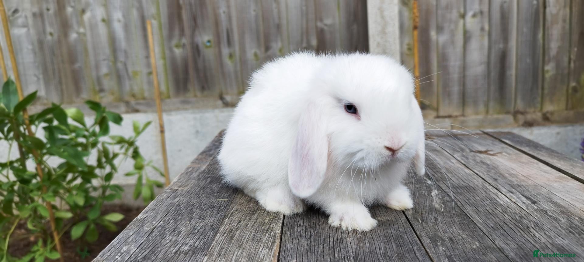 Mini Lop rabbits Minilop bunnies and Adult Female(£50) - Advert 2