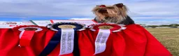 Yorkshire Terrier dogs for sale: Yorkshire Terrier 🐶 🐶 🐶 🐶 🐶  - Advert 8