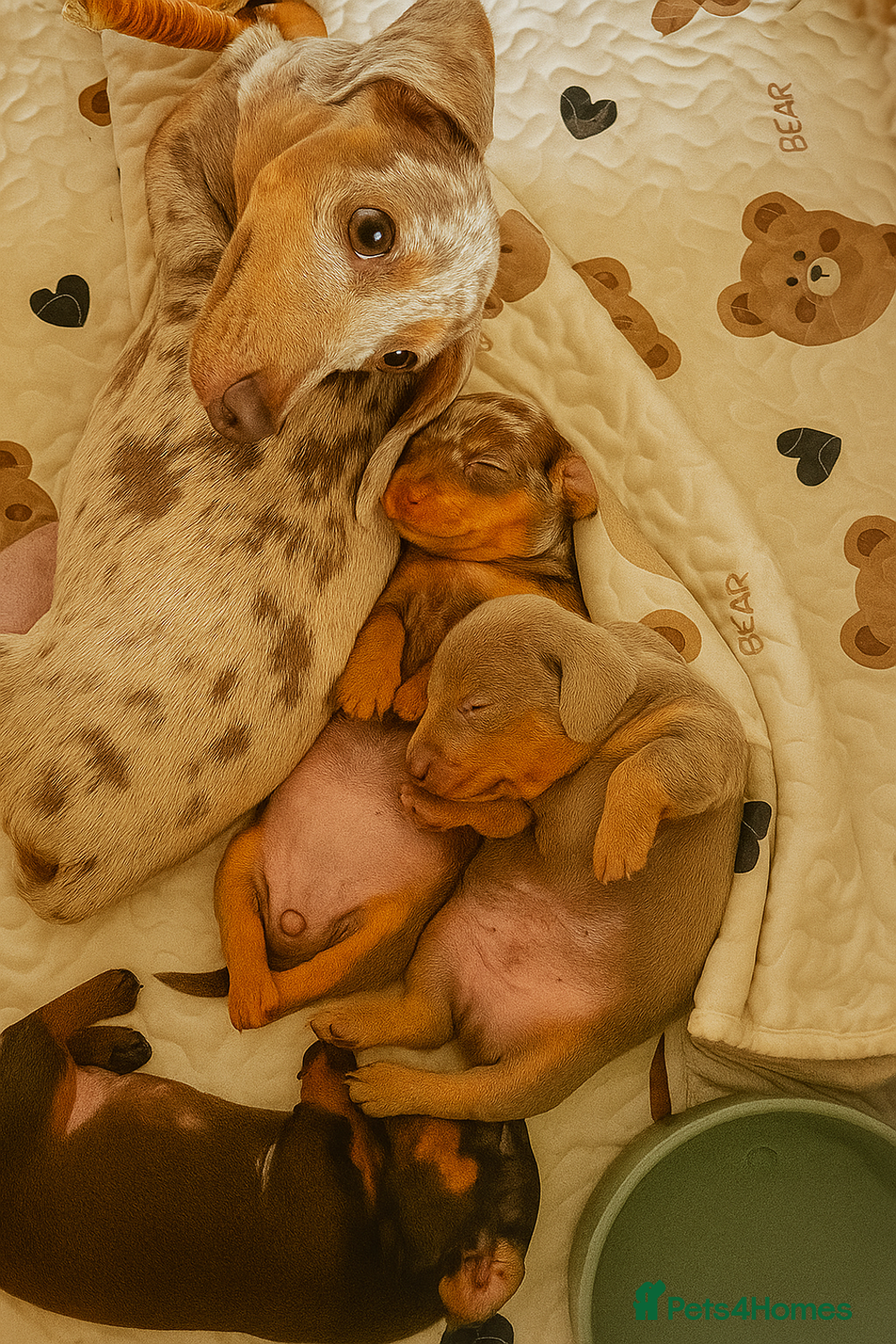 Miniature Dachshund dogs for sale: 3 Pedigree Miniature Dachshund from loving home - Image 8