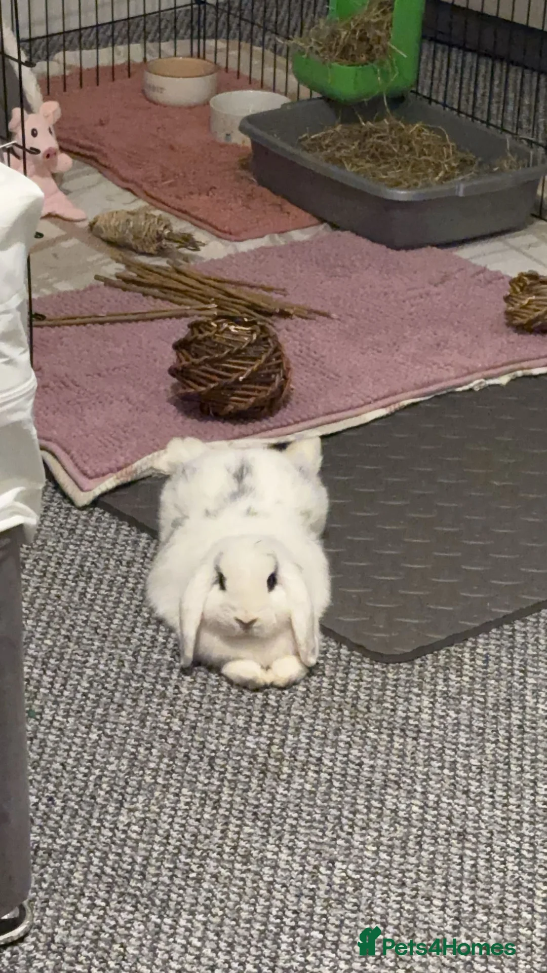 Mini Lop rabbits for sale: Mini lop female for sale 1 year old - Advert 4