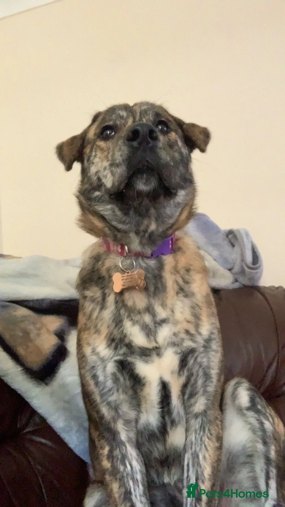 Mixed Breed dogs for sale: Border collie x golden retriever/Japanese akita in Chesterfield - Advert 2