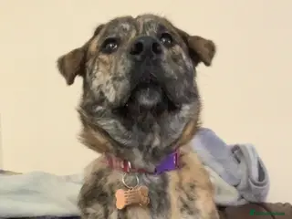 Mixed Breed dogs Border collie x golden retriever/Japanese akita - Advert 2