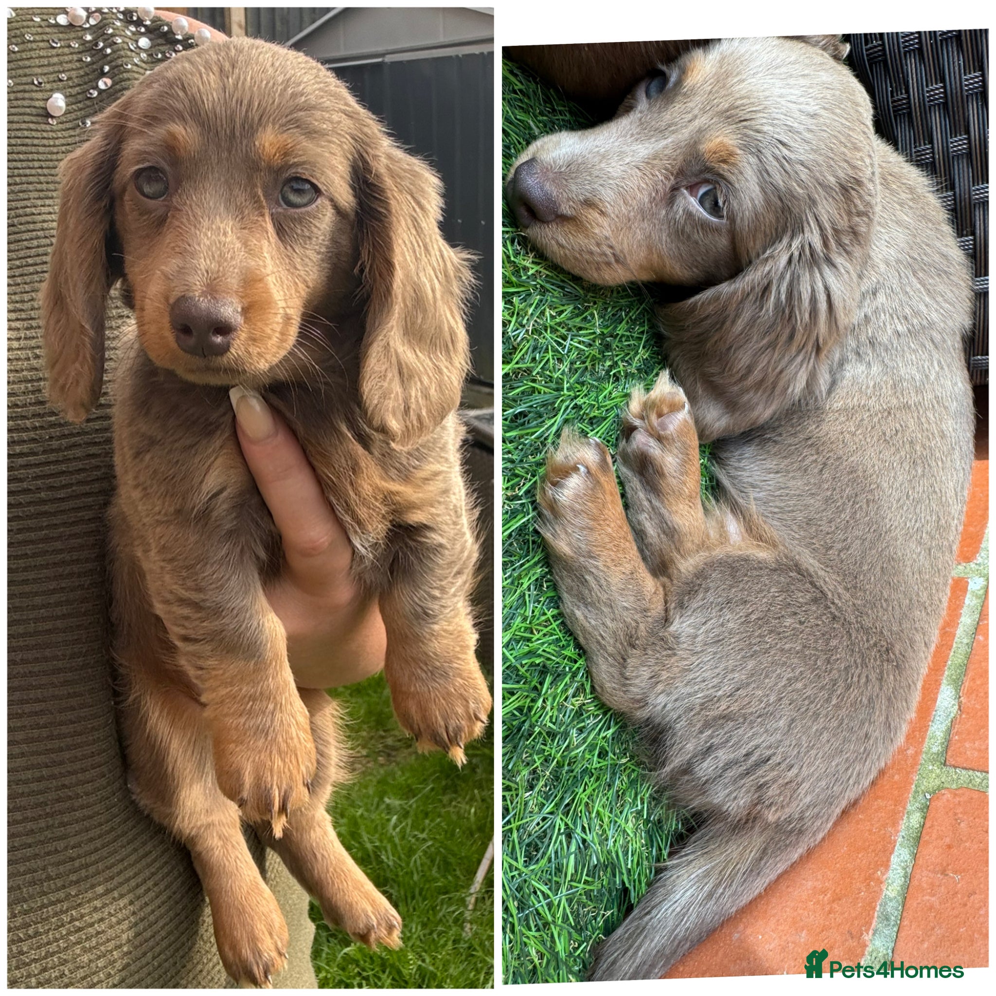 Miniature Dachshund dogs for sale: Miniature Long hair dachshund puppies  - Advert 12