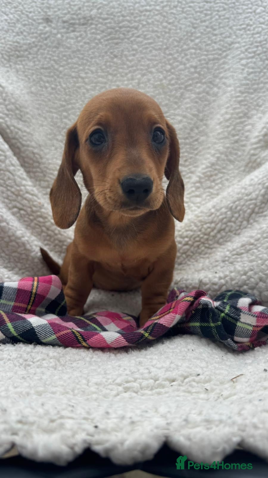 Miniature Dachshund dogs BEAUTIFUL PRA CLEAR & KC REG MINI DACHSHUNDS - Advert 1