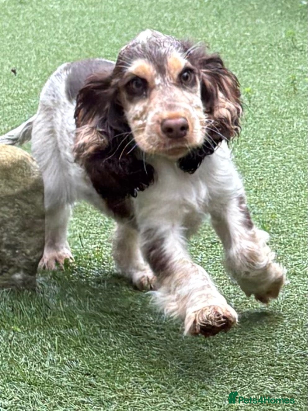 Cocker Spaniel dogs Quality KC babies - extensive health tests clear - Advert 1